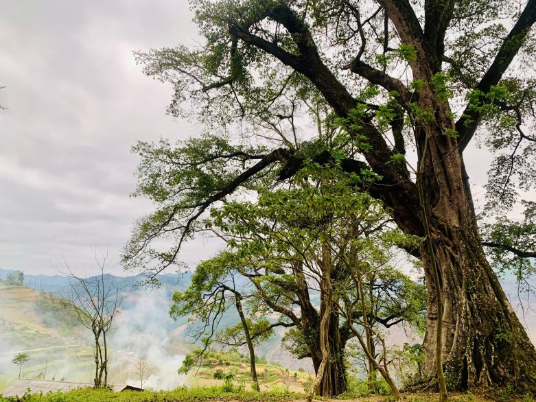 Ancient banyan trees. Photo: An Le
