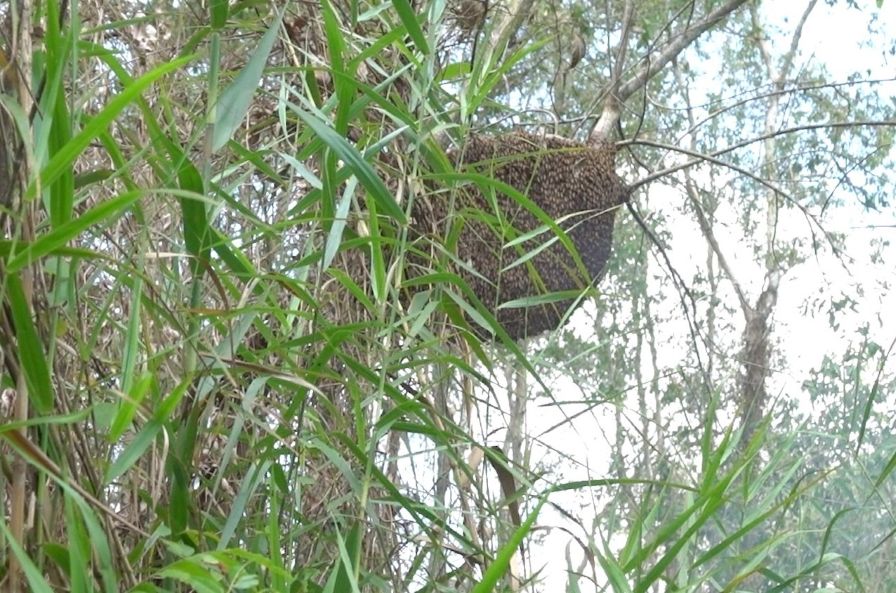 Lung Ngoc Hoang Nature Reserve (Can Tho City) is assigned to implement honey exploitation associated with sustainable forest conservation and development. Photo: Van Sy