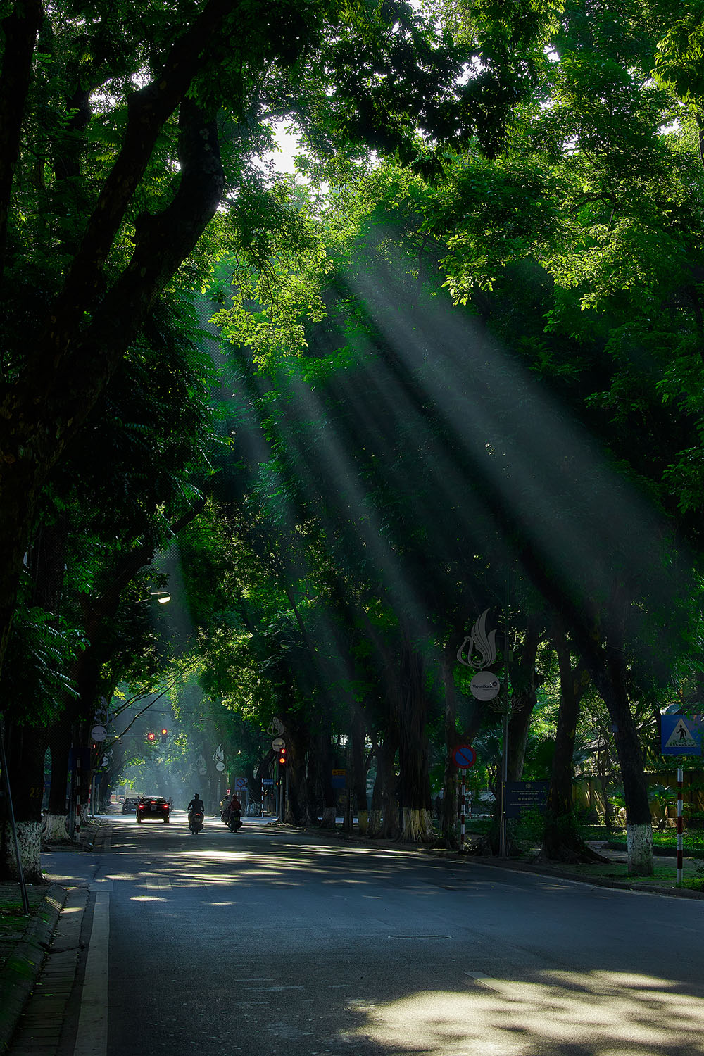Ao longo das ruas ladeadas por antigas árvores de dracontomelão, como Phan Dinh Phung, Hoang Dieu, ou nas pequenas ruas próximas ao antigo Lago Hoan Kiem, o outono se manifesta não apenas com as cores vibrantes das folhas, brilhando sob o sol outonal, mas também com o aroma das flores de leite que se espalha na brisa suave. Os delicados buquês de margaridas são embrulhados em jornais velhos.