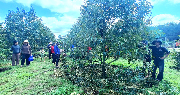 Hoc ky thuat cat tia sau rieng, bon phan, cai tao nguon dat dai. Anh: Mai Hoa 