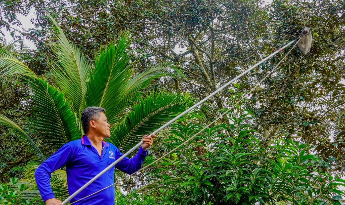 Ky thuat xu ly ra hoa rai vu giup nha vuon duy tri nguon cung on dinh. Anh: Phuong Anh