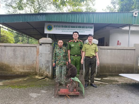 The authorities received and handed over the two rare monkeys to Pu Mat National Park. Photo: Ngoc Anh