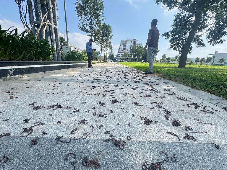 Lut bao lien tiep, khien giun dat bi ngat tho vi thieu oxi. Anh: Vien Nguyen