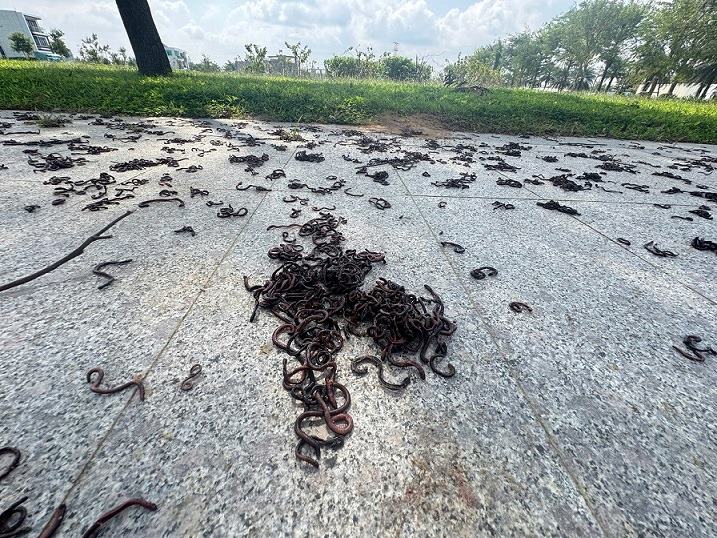 Cows worms densely form on the sidewalk in front of the gate of Phu My urban area in Quang Ngai. Photo: Vien Nguyen