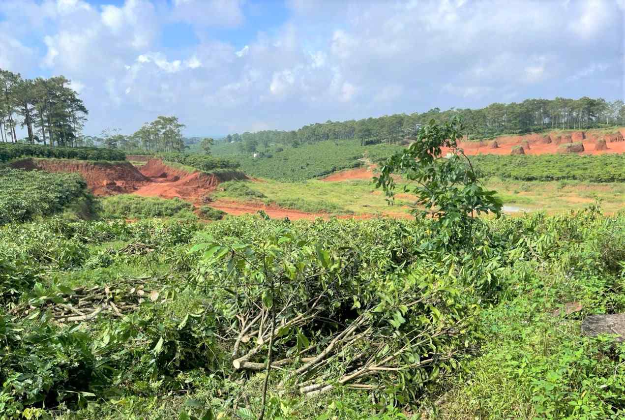 Mot ho dan tu nguyen don ha cay trong ban giao dat cho Cong ty Nhom Lam Dong. Anh: Phuc Khanh