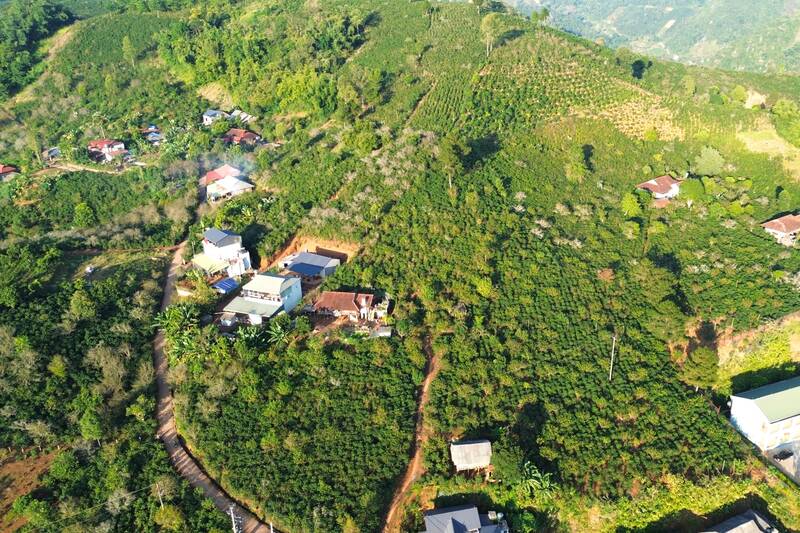 Vung trong ca phe ban Trung Tam, xa Chieng An. Anh: Truong Son