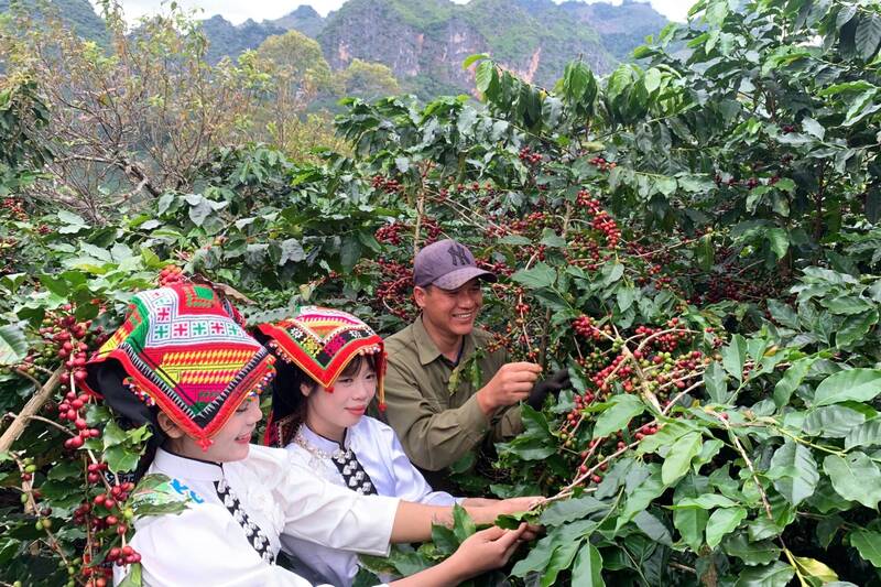 축제에서 커피 따기 대회. 사진: Truong Son