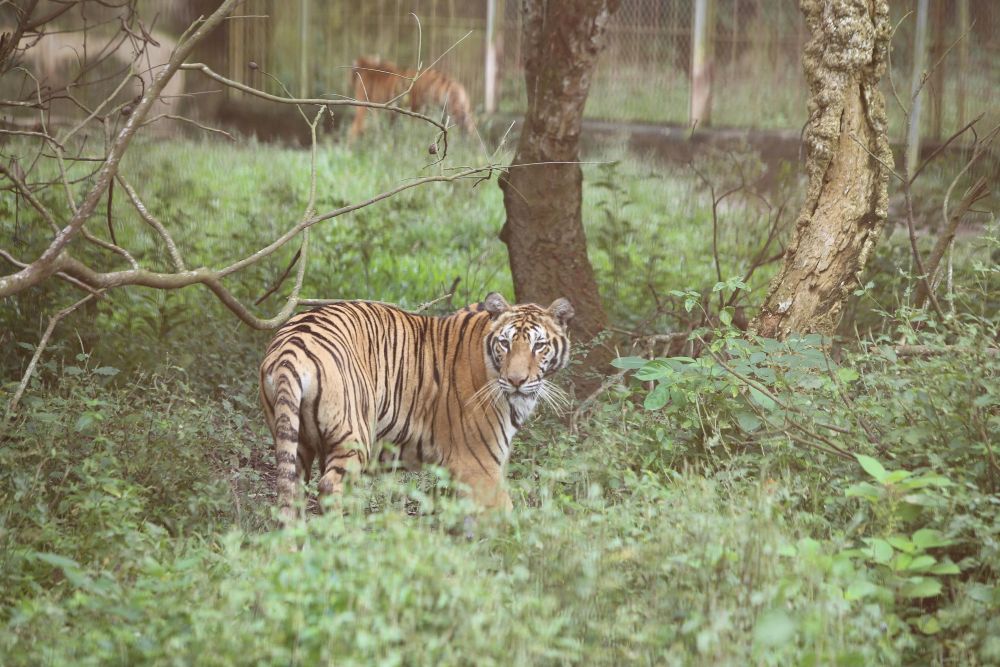Sau thoi gian dai, chu co so nuoi ho da dong y chuyen giao vo dieu kien cho don vi co du dieu kien cham soc, nuoi duong. Anh: Quach Du