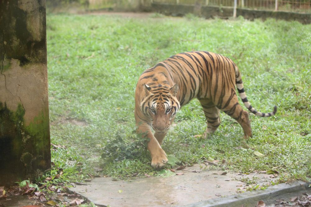 Nhung ca the ho dang duoc nuoi nhot trai phep tai xa Xuan Tin, tinh Thanh Hoa. Anh: Quach Du