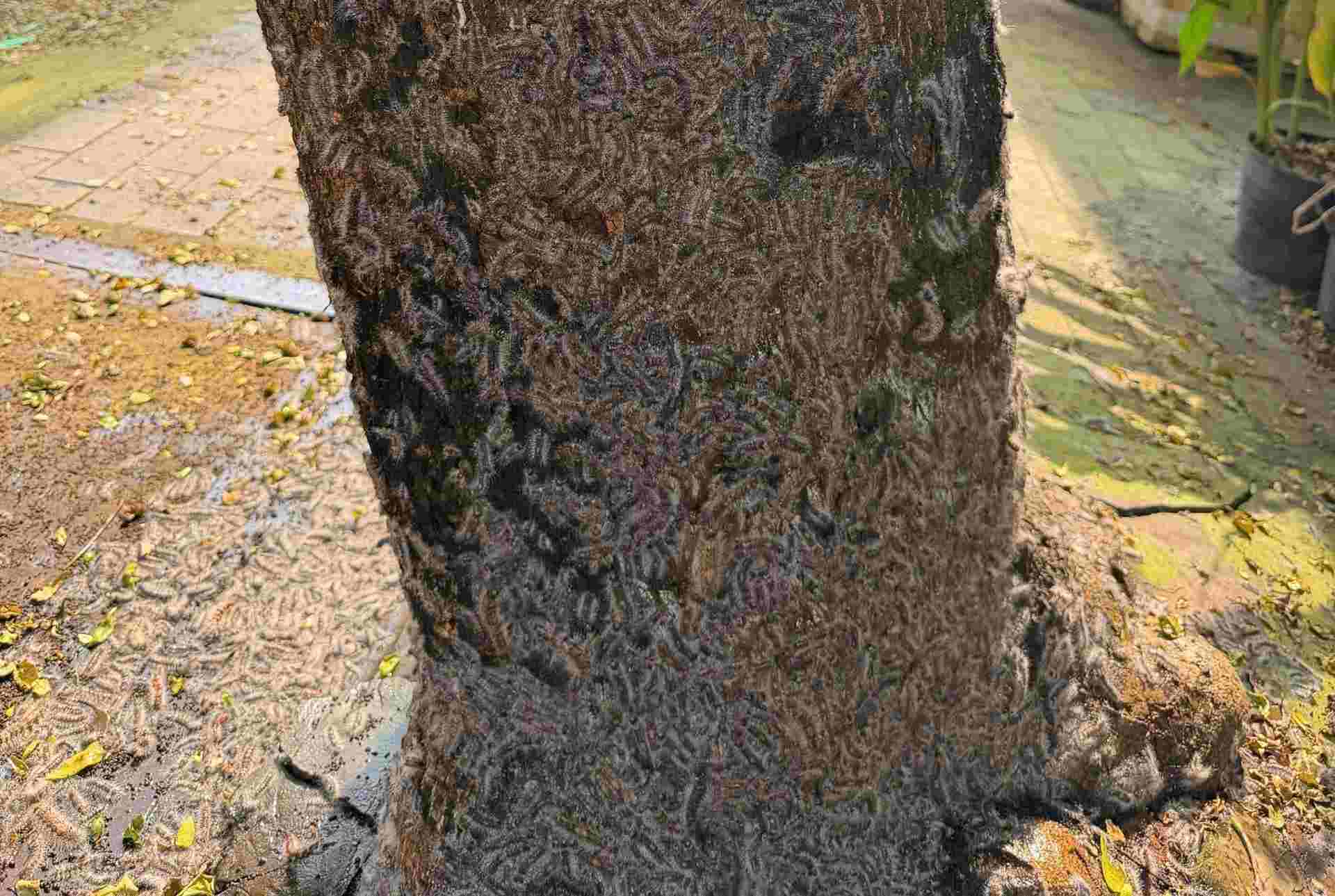 ホーチミン市フーロイ区の木の幹にミミズの群れが密集している。写真は読者様からご提供いただきました