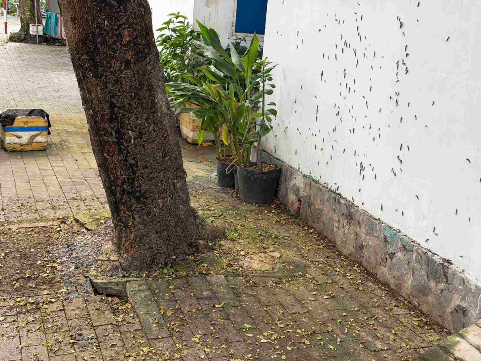 Sau bo len truong va bo vao trong nha dan. Anh ban doc cung cap