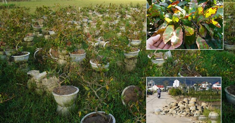 Thủ phủ mai vàng miền Trung tan tác sau bão, thợ mai nguy cơ trắng tay