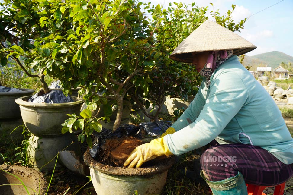 Nguoi trong bon phan de “cuu” lay cay mai vu Tet. Anh: Hoai Phuong