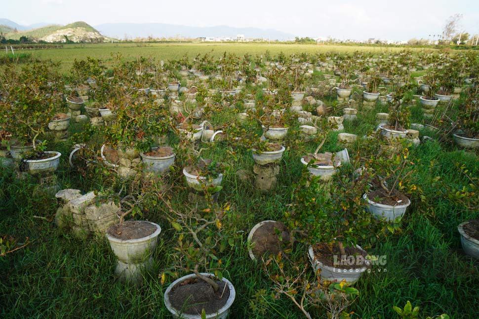 Mai vang tai An Nhon nga do, hu hai hang loat do bao. Anh: Hoai Phuong