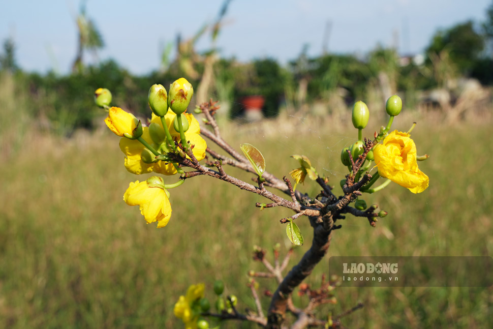 La rung khien nhieu chau mai no som truoc vu hoa Tet. Anh: Hoai Phuong