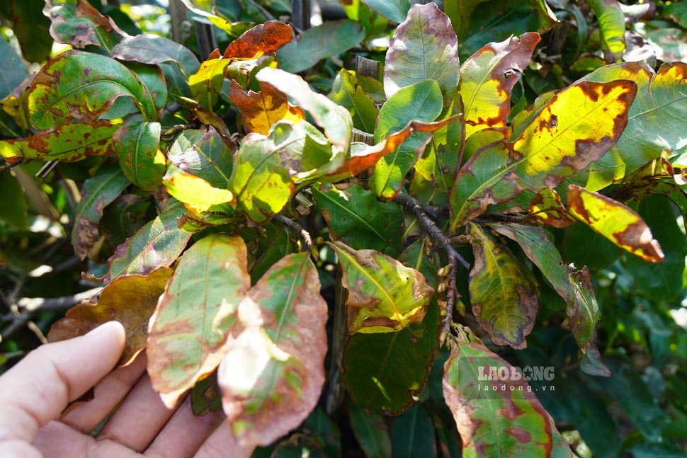 La mai chay rap sau bao. Anh: Hoai Phuong