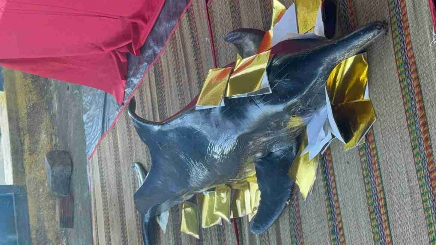 People hold a funeral ceremony according to local customs after the boars appeared on the coast of Khanh Hoa. Photo: Cam Nghia