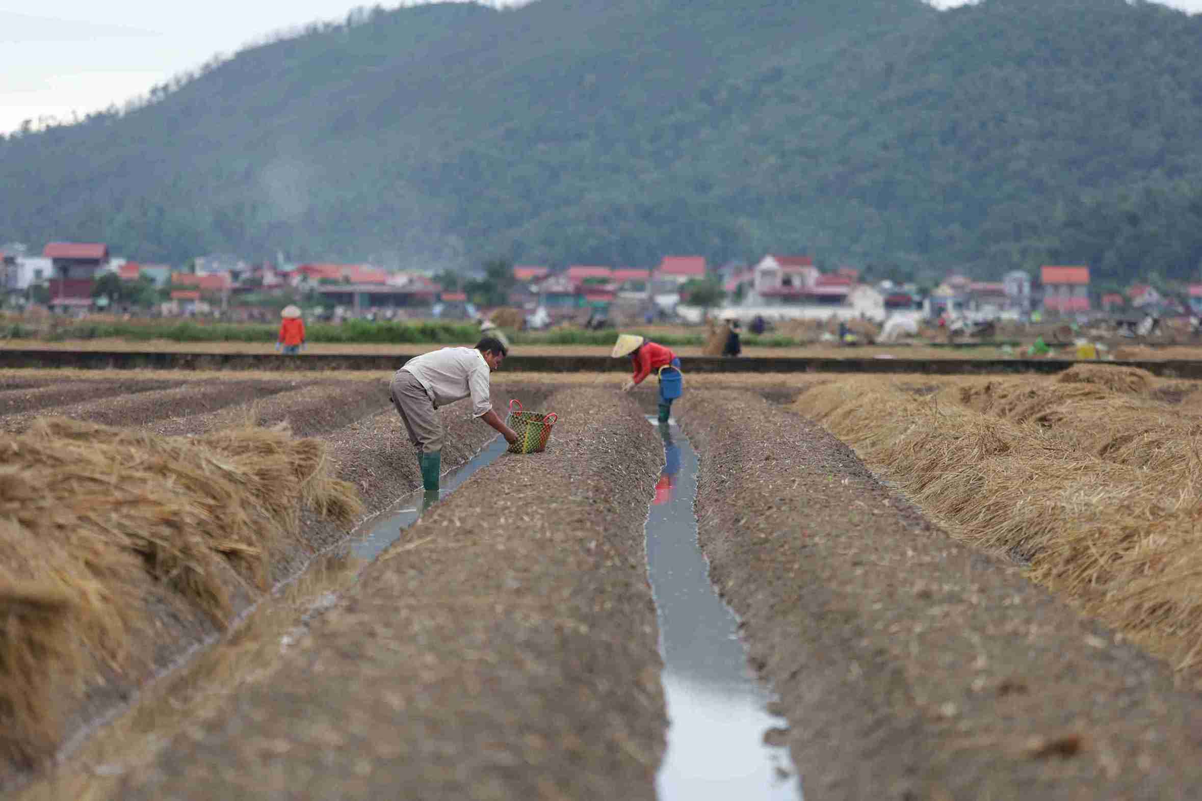 Hai Phong people go to the fields, gradually taking care of onions to welcome the bumper Tet crop. Photo: Mai Huong