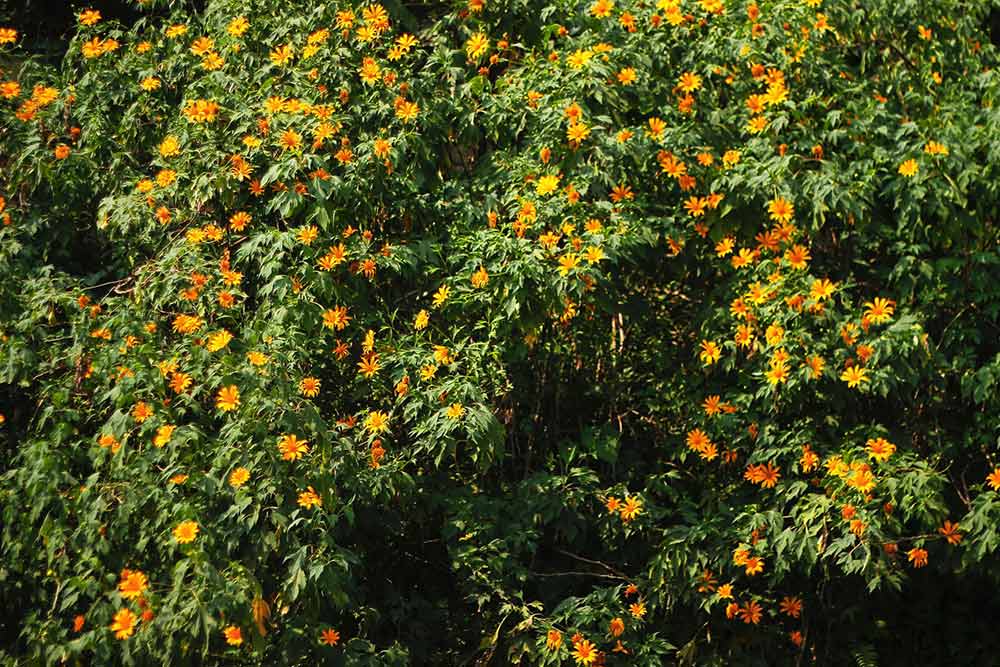 Mua hoa da quy o Ba Vi no ro tu nay den het thang 11. Anh: Van Chung