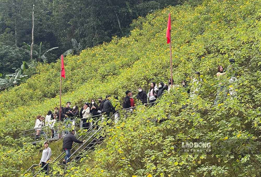 Khach du lich nuom nuop check in mua hoa da quy o Vuon quoc gia Ba Vi. Anh: Duc Hoang