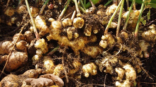 Ginger combined with turmeric has the ability to support liver detoxification. Photo: Minh Quang.