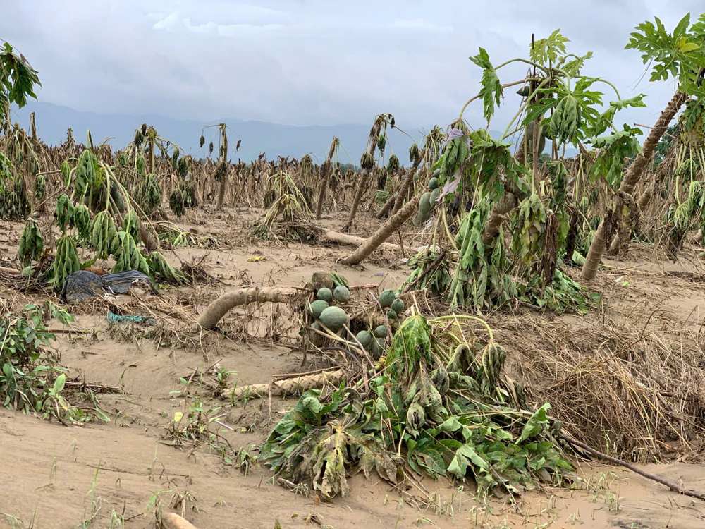 Hoa mau o xa Dai Loc (Da Nang) thiet hai sau bao lu. Anh: Thanh Huyen