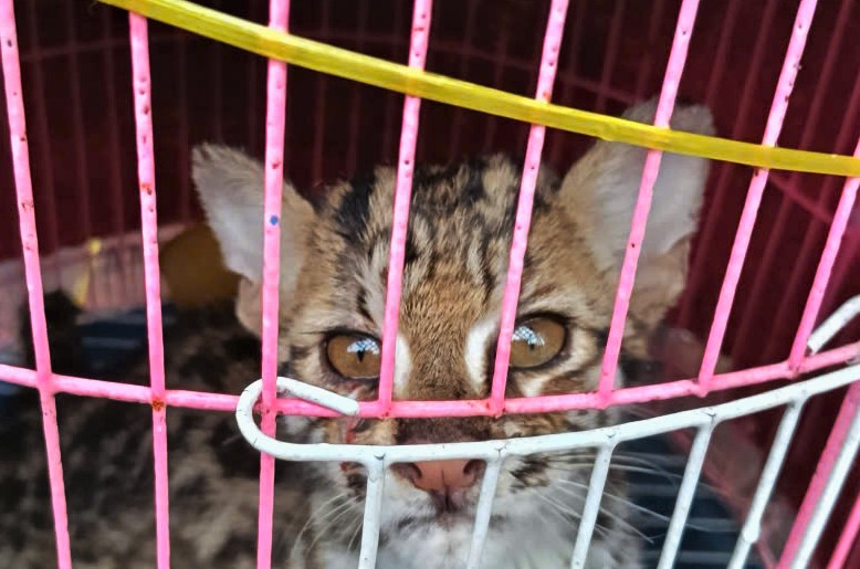 罠にかかり重傷を負ったとみられるヒョウ猫がラムドンで男性に発見され、保護された。写真: フック・カーン