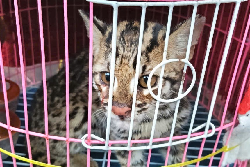 Ca the meo gam bao quy hiem duoc ong Long phat hien cuu song khi dang bi thuong nam ben bia rung. Anh: Phuc Khanh