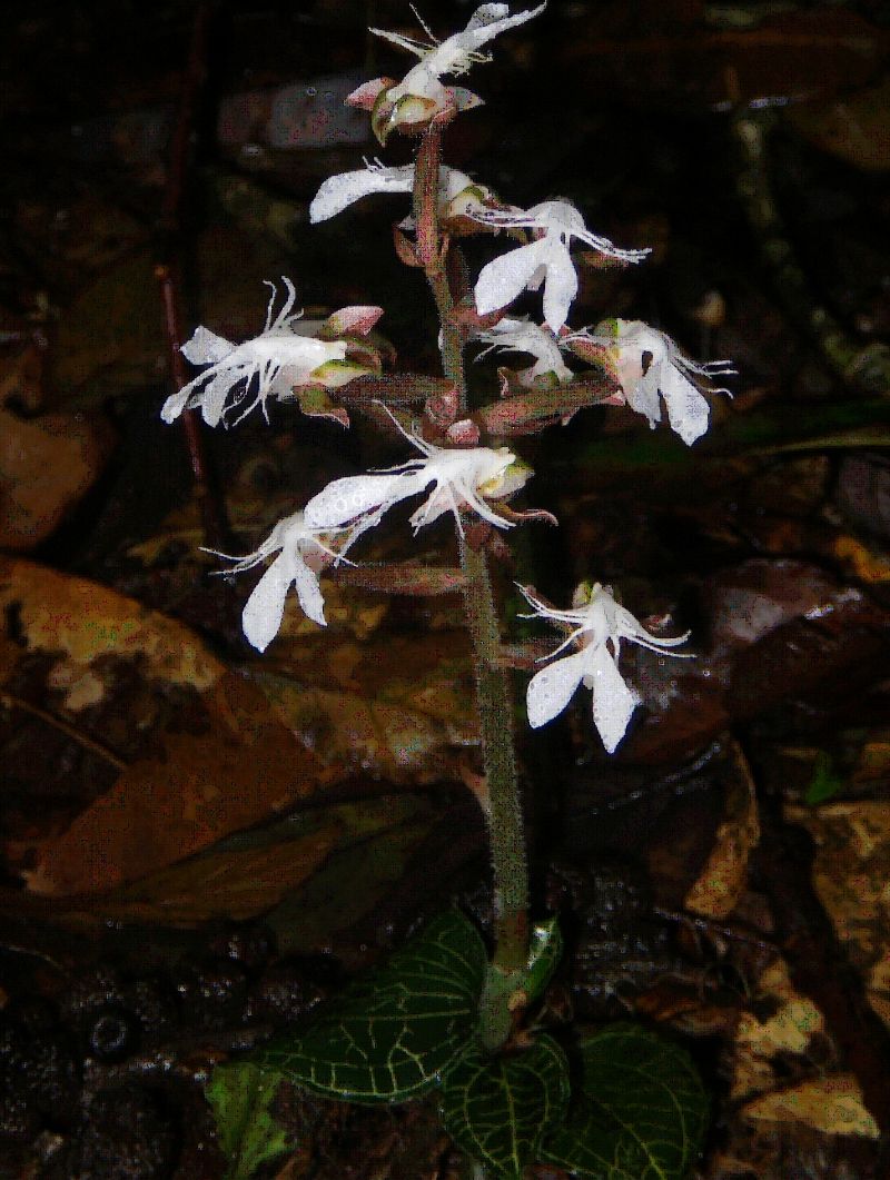 Loai co gia tri cao ve y hoc trong dong y