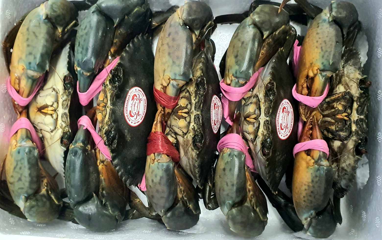 Cua Ca Mau noi tieng thom ngon, Ca Mau co dien tich, san luong cua lon nhat ca nuoc. Anh: Nhat Ho