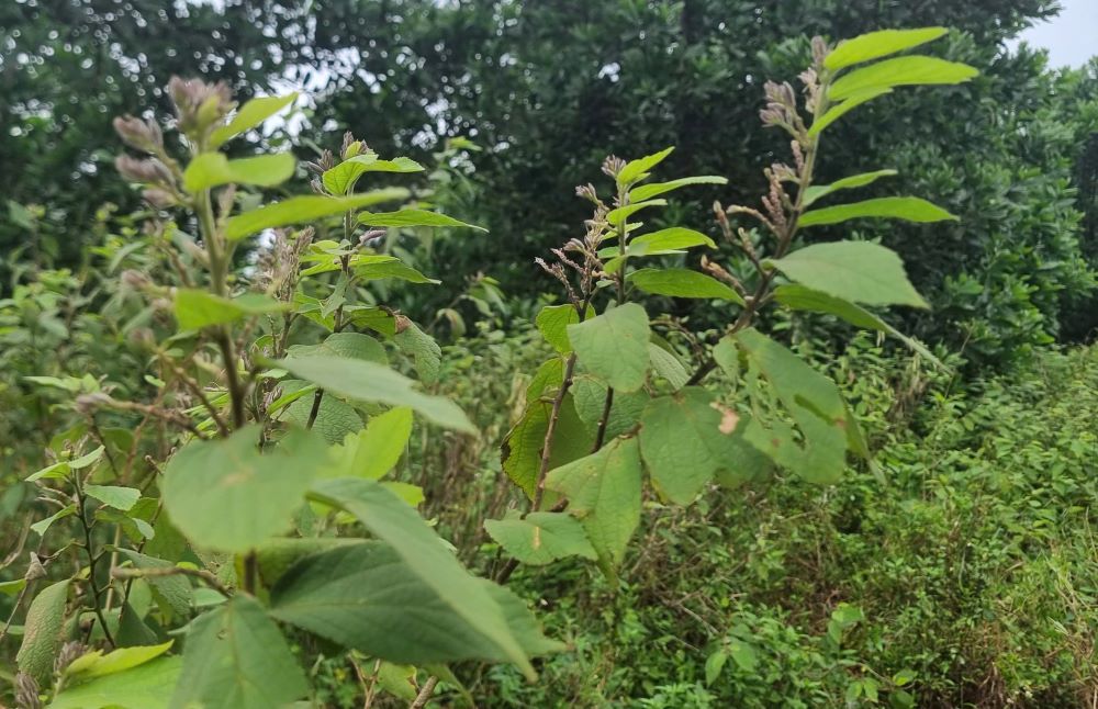 Cay an xoa duoc trong voi hi vong doi doi, nhung doanh nghiep lien ket ngung thu mua va chua chi tra tien khien nguoi dan lao dao. Anh: Han Nguyen