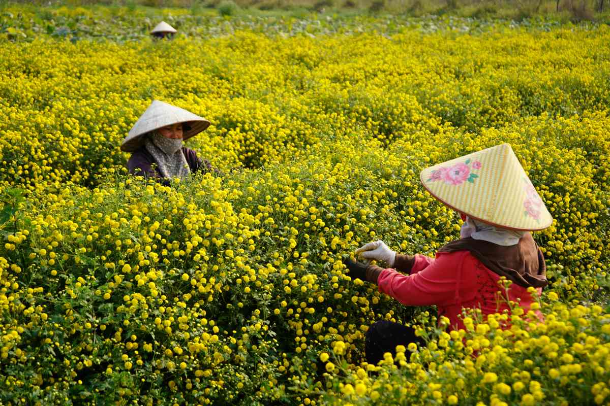 Mo hinh khoi nghiep tu san pham hoa cuc chi duoc lieu o Hai Phong. Ảnh: Mai Dung