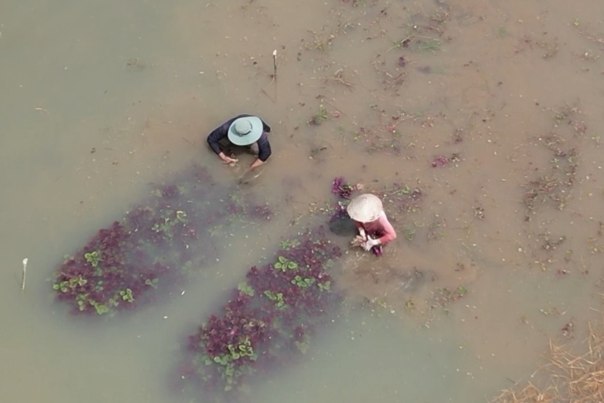 チャウファの多くの作物栽培面積が深刻な浸水で被害を受けています。写真:Khanh Nam