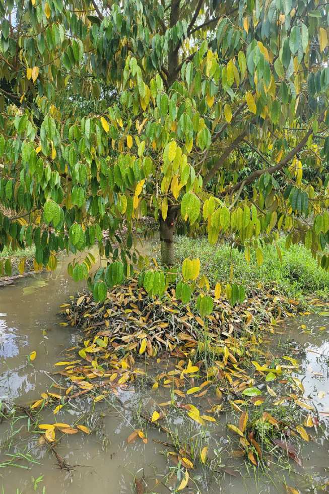 Nhieu cay bi ngap nuoc. Anh: Ta Quang