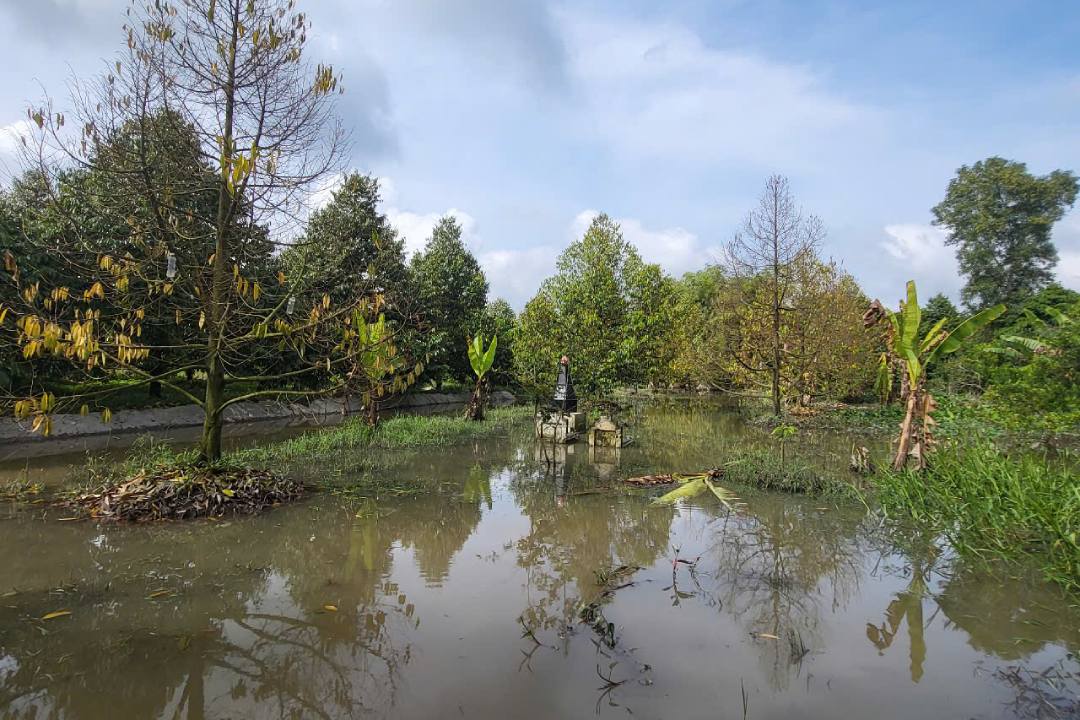 Xa Phong Dien hien co gan 3.000ha cay an trai, trong do 2.600ha dang cho trai. Anh: Ta Quang