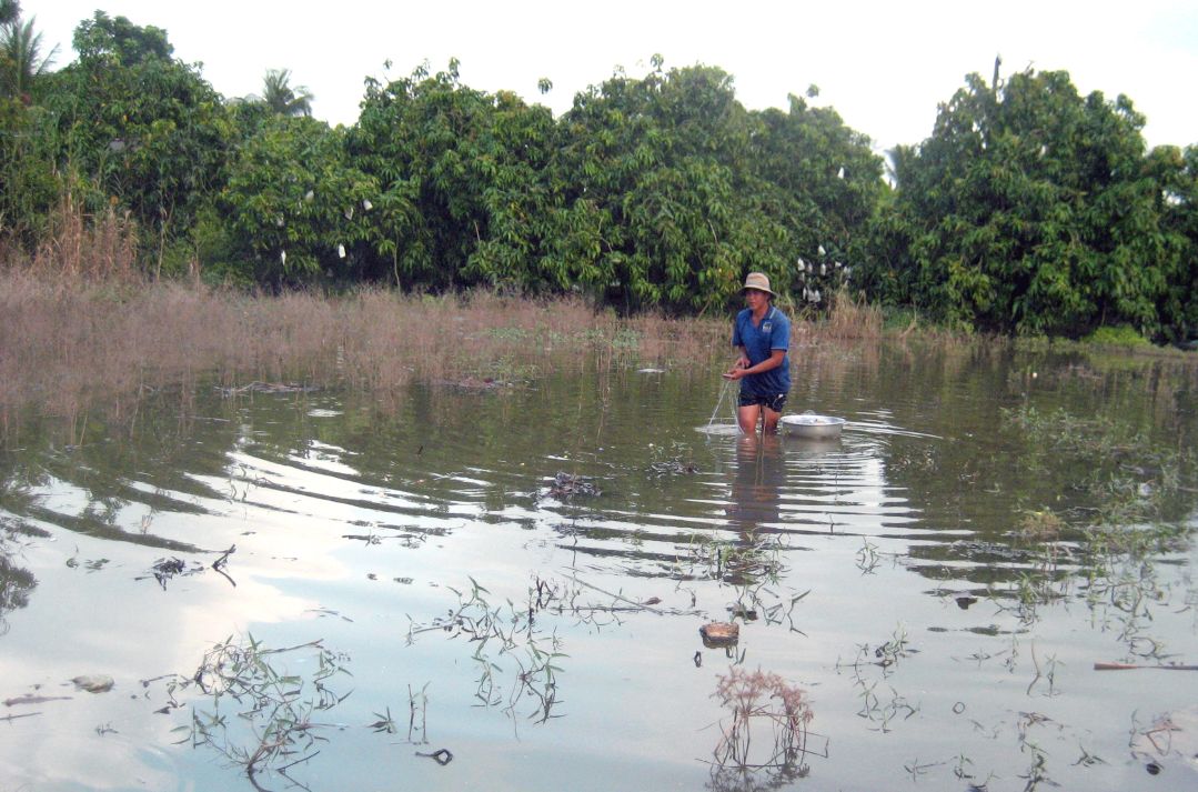 Ngap lut de doa nhieu vuon cay an trai o Dong Thap. Anh: Thanh Mai