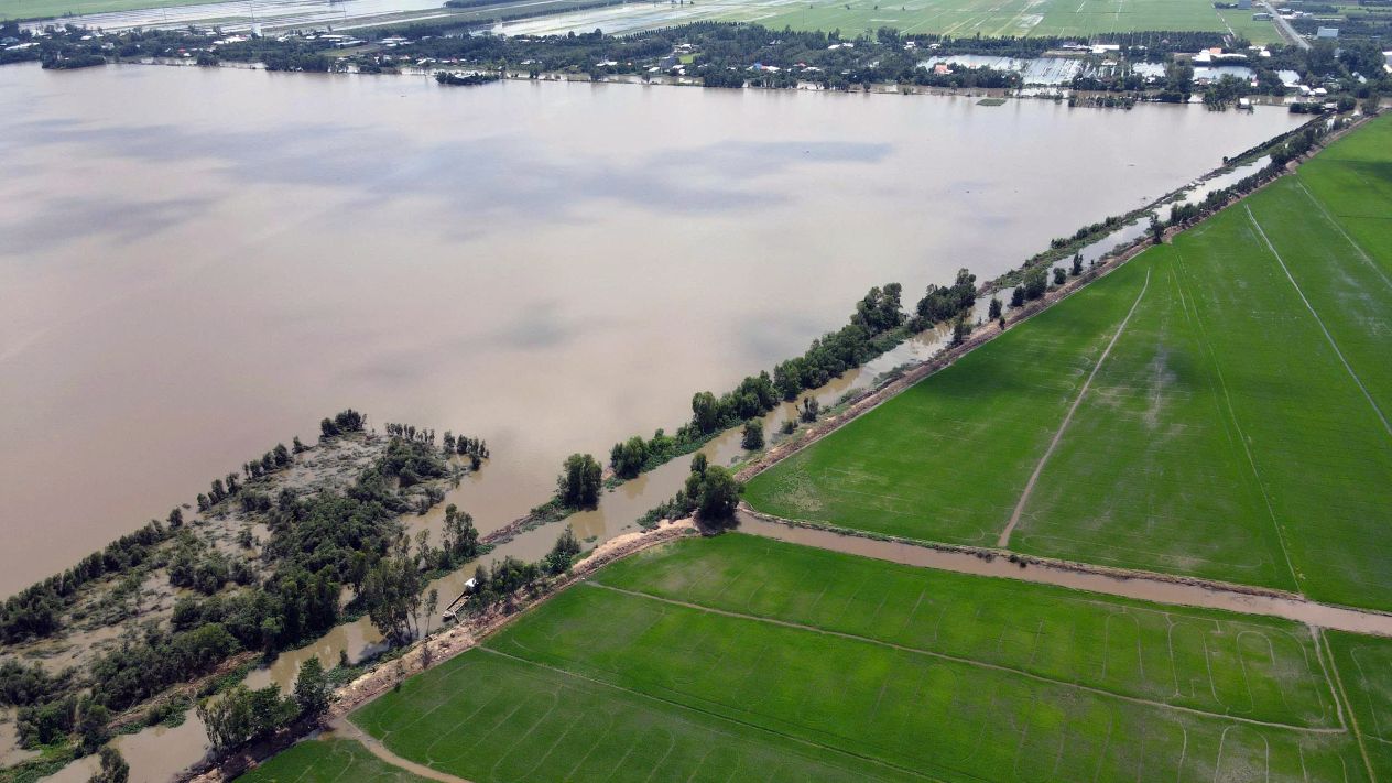 Hinh anh ngap lut hoi cuoi thang 10.2025 de doa nhieu dien tich trong lua o tinh Dong Thap. Anh: Tai Ngoc