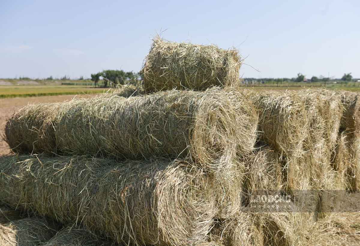 Rom duoc dung may cuon gon giup de van chuyen. Anh: Ha Vi