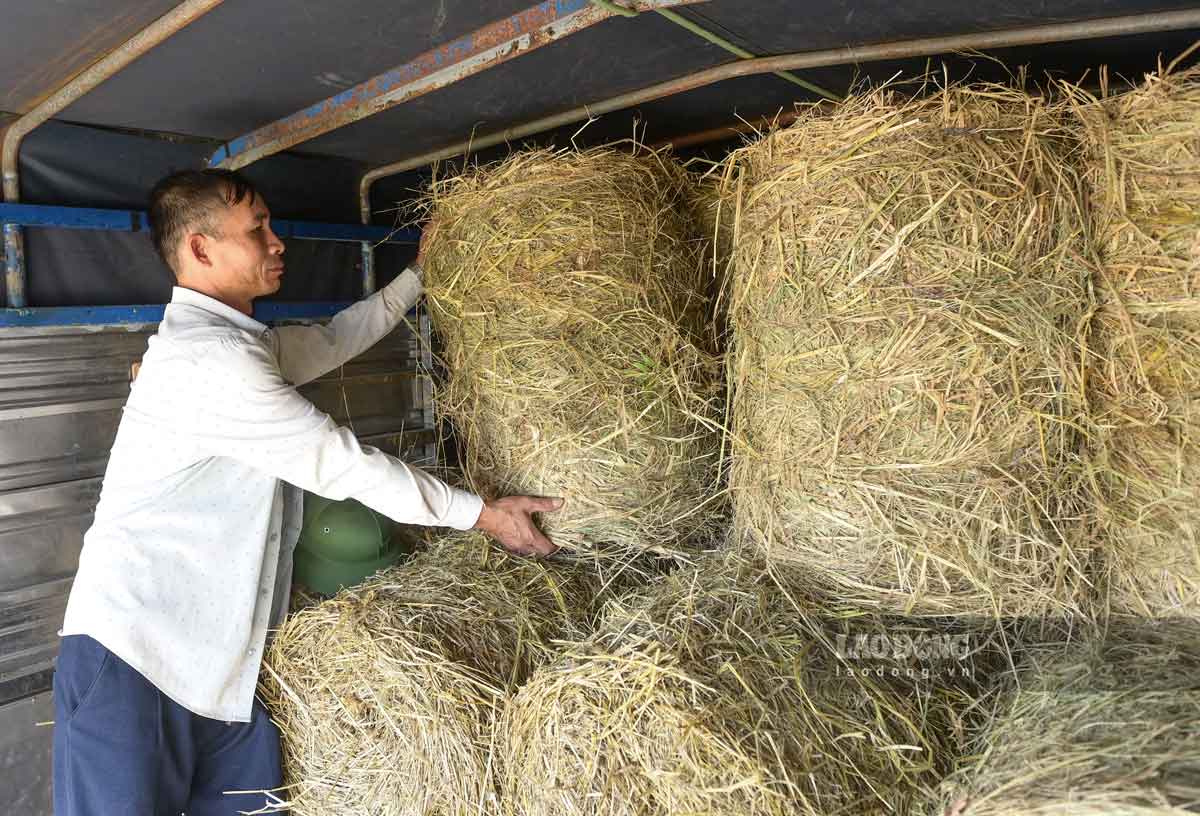 Thuong lai den tan ruong thu mua rom cuon. Anh: Ha Vi