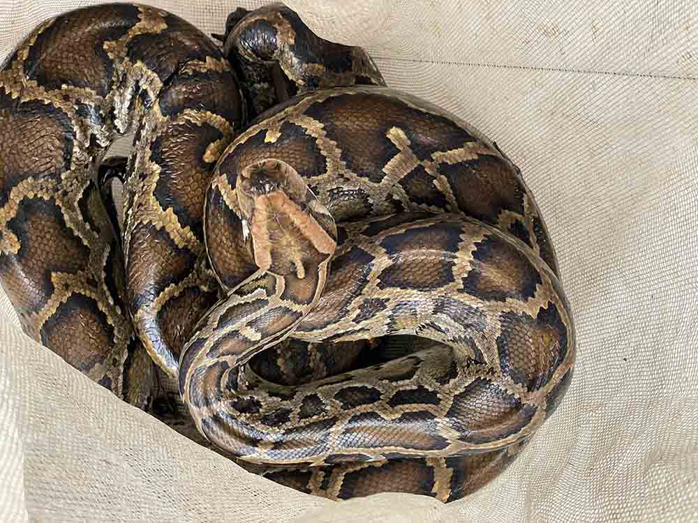 The python that Mr. Hai caught was handed over to the authorities for release into the wild. Photo: Tran Tuan.