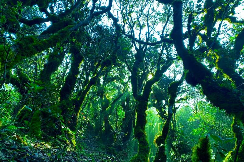 ព្រៃបុរាណតាមផ្លូវទៅដណ្ដើមកំពូលតាតៅ។ រូបថត៖ Nhat Minh