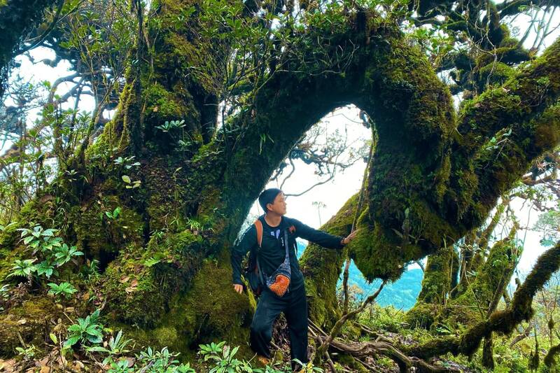 ព្រៃ​បុរាណ​គ្រប​ដណ្ដប់​លើ​ផ្លូវ​ឡើង​ភ្នំ​តារ៉ុង។ រូបថត៖ Nhat Minh