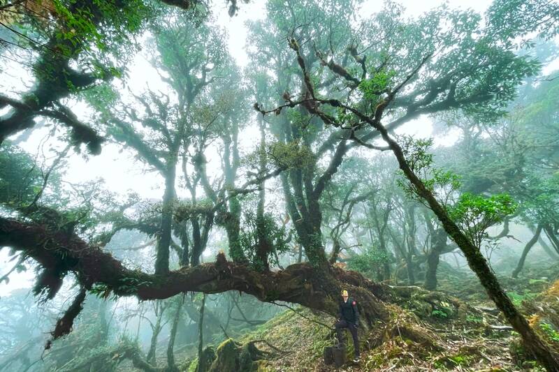 ព្រៃបុរាណដ៏អាថ៌កំបាំងនៅលើកំពូលភ្នំ Ta De Do ទាក់ទាញអ្នកឡើងភ្នំដើម្បីរុករក។ រូបថត៖ Nhat Minh