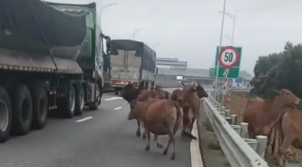 The herd of cows appeared on the highway on November 16. Photo: H.Nguyen