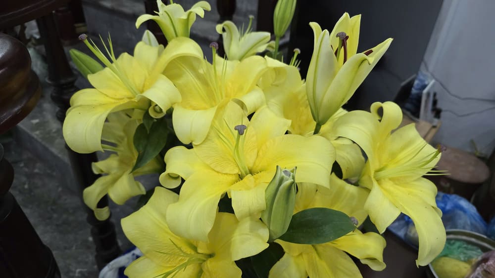 Golden lychee is very suitable for teachers on Vietnamese Teachers' Day, November 20. Photo: Tuan Dat