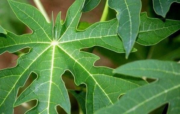 Papaya leaves are rich in active ingredients that support liver detoxification. Photo: Minh An.