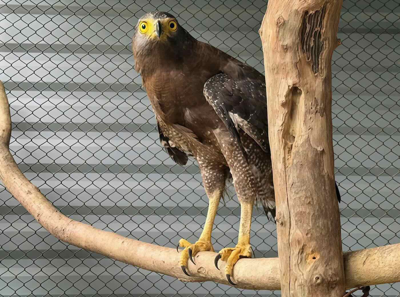 Rare Myanmar flower kites fly into people's homes. Photo: Center for Rescue, Conservation and Development of Creatures, Phong Nha - Ke Bang National Park