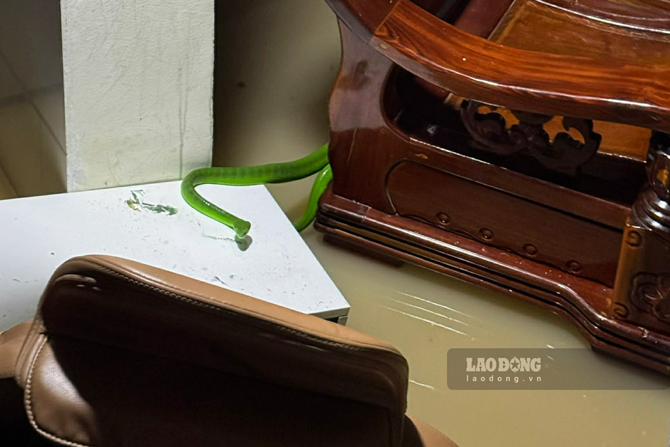 Ran ret theo nuoc lu tran vao nha dan. Anh: Hoai Phuong