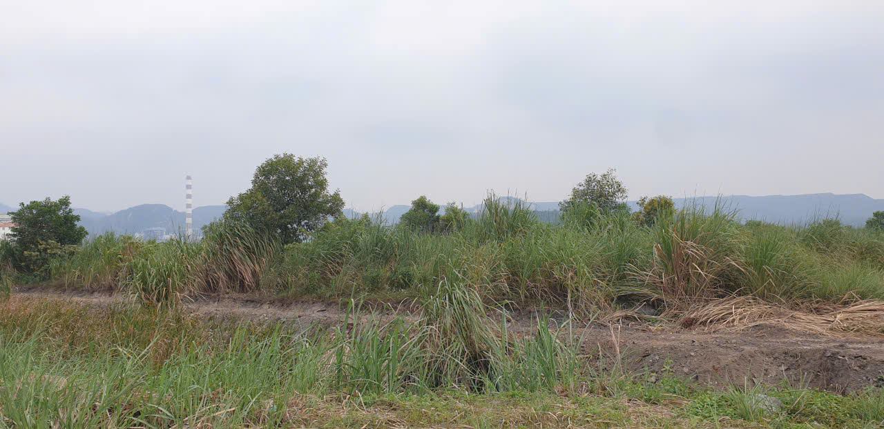 Apres pres de 2 decennies le projet est toujours plein d'herbe sauvage. Photo : Nguyen Hung