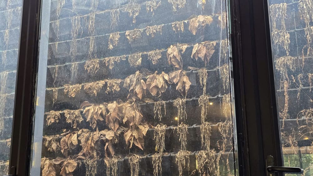 家の壁に緑を植えるには、すぐに枯れたくない場合は注意深く手入れする必要があります。写真:トゥアン・ダット